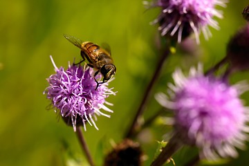 Image showing Bee