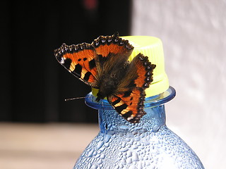 Image showing butterfly on bottle