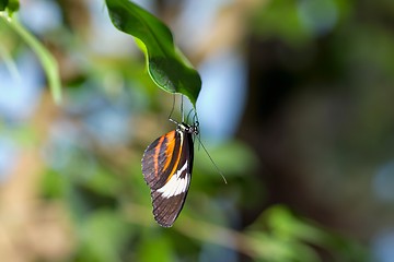 Image showing Butterfly