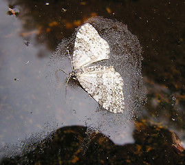 Image showing moth in water