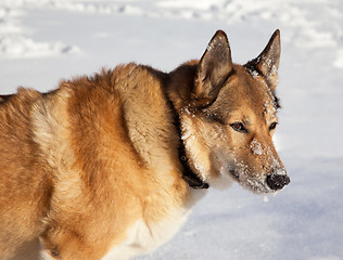 Image showing Portrait of red-haired hunting dog