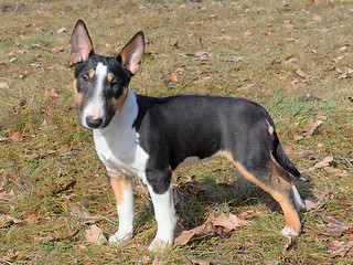 Image showing The portrait of Miniature Bull Terrier