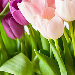 Image showing Tulips flowers 