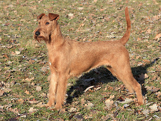 Image showing Irish Terrier in the park