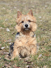 Image showing The portrait of Norwich Terrier
