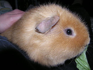 Image showing guineapig