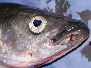 Image showing fishhead