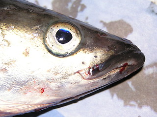 Image showing fish head