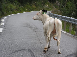 Image showing calf on the run