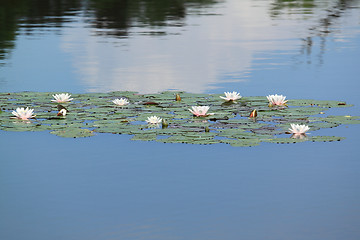 Image showing Water-lily