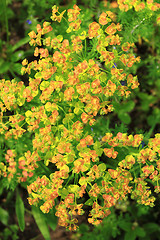 Image showing Euphorbia esula