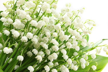 Image showing Lily of the valley.