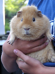 Image showing fat guinea pig