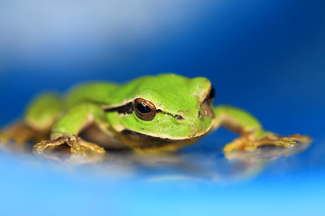 Image showing Frog