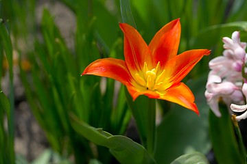 Image showing FLower