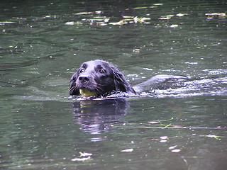 Image showing swimming dog