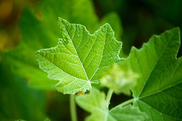 Image showing Leaf