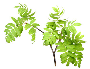 Image showing Branch of rowan wgreen leaf