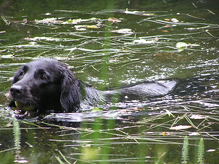 Image showing swimming dog