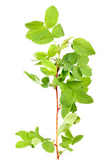 Image showing Branch with bud and green leaf