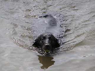 Image showing swimming dog