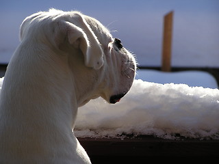 Image showing white boxer