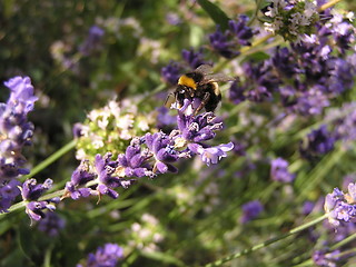 Image showing bumblebee on lavender