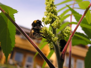 Image showing bumblebee on acasia