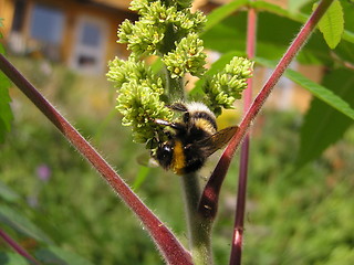 Image showing bumblebee