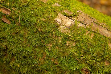 Image showing Moss