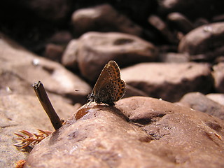 Image showing butterfly