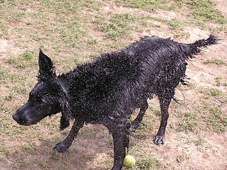 Image showing shaking dog