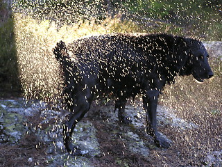 Image showing shaking  in the sun