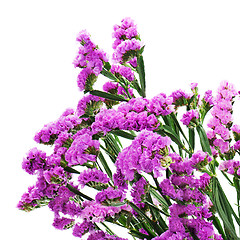 Image showing Bouquet from purple statice flowers arrangement centerpiece isol