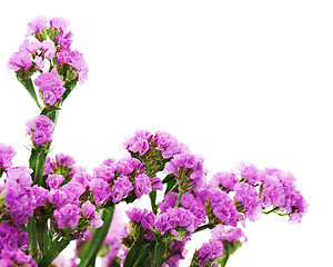 Image showing Bouquet from purple statice flowers arrangement isolated on whit