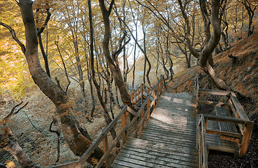 Image showing Autumn walkway