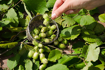 Image showing hazel nut wicker metal dish woman hand hold nut 