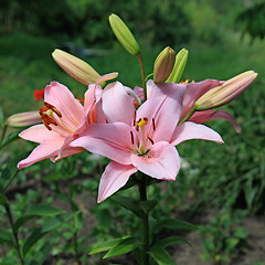 Image showing lily