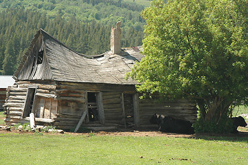 Image showing COW SHACK