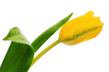 Image showing Yellow tulip isolated on white. 