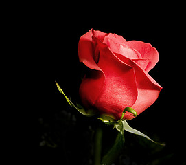 Image showing One Red Rose