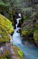 Image showing Avalanche Creek, Glacier National Park