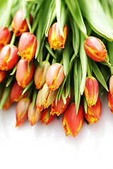 Image showing lovely tulips