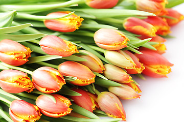 Image showing lovely tulips