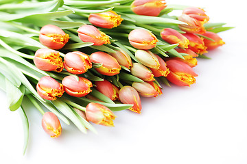 Image showing lovely tulips