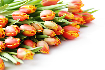 Image showing lovely tulips