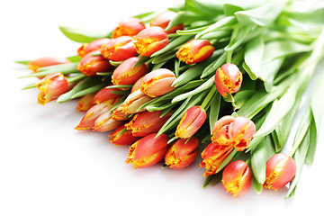 Image showing lovely tulips