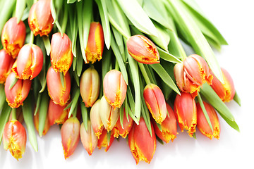 Image showing lovely tulips