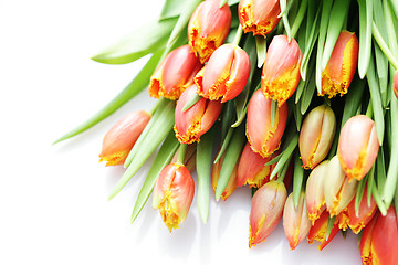 Image showing lovely tulips