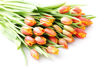 Image showing lovely tulips